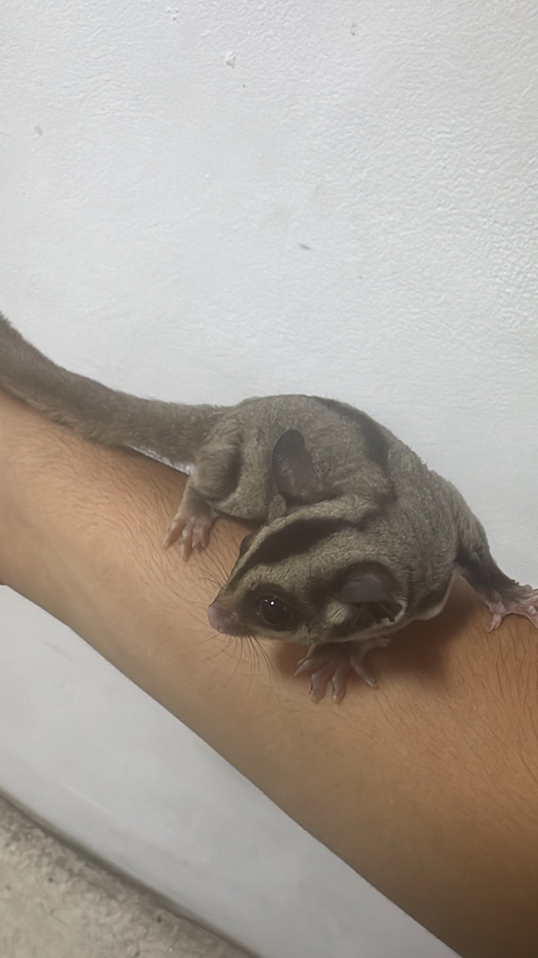 Sugar Glider